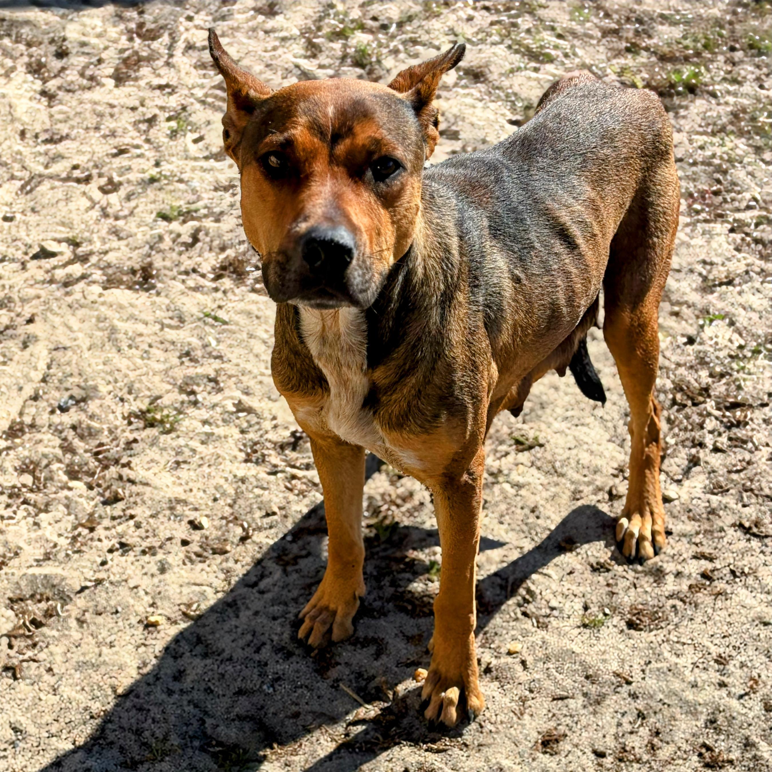 Dinah, a ADOPTABLE mixed breed in Valdosta, GA image 3/3