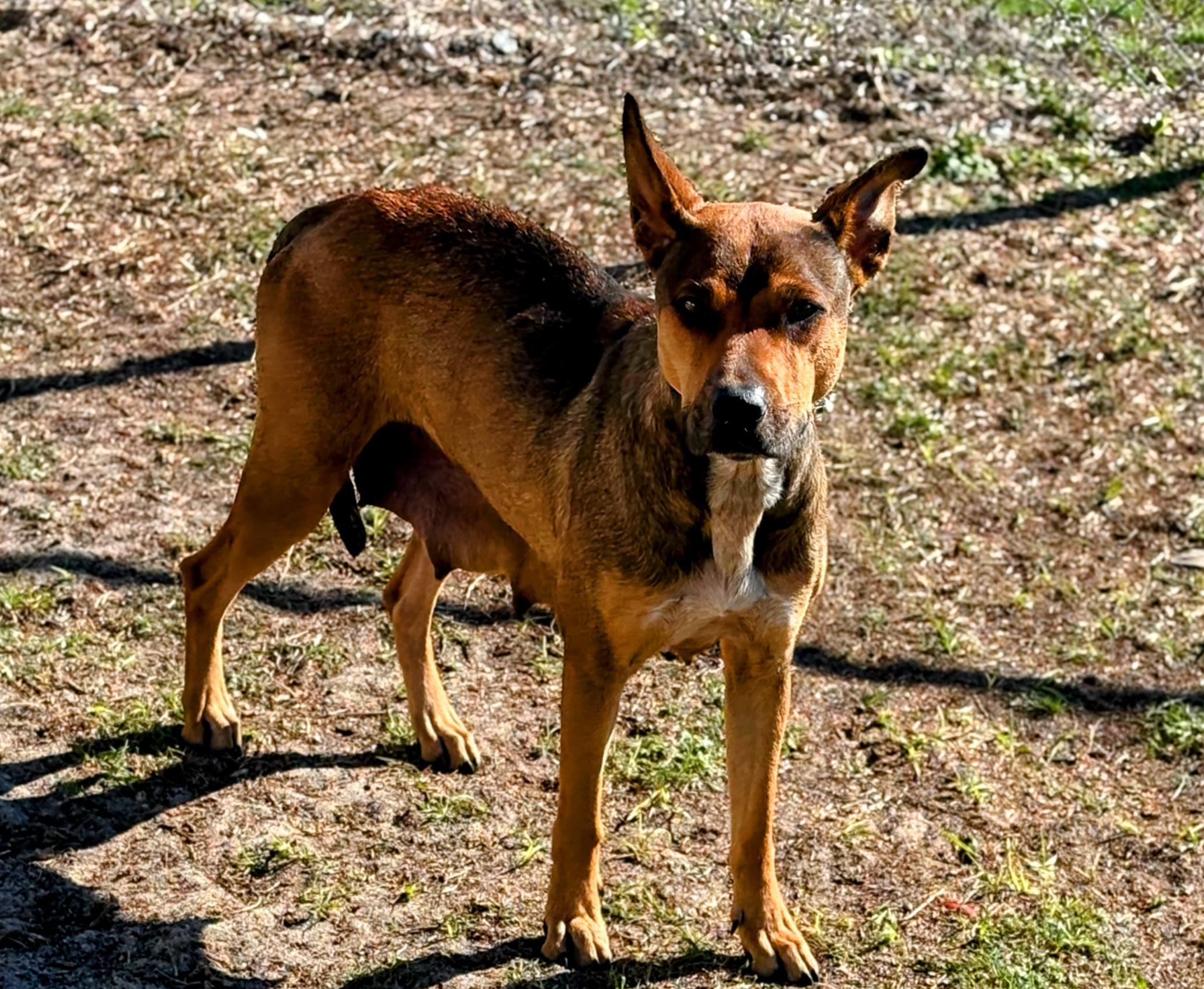 Dinah, a ADOPTABLE mixed breed in Valdosta, GA image 2/3