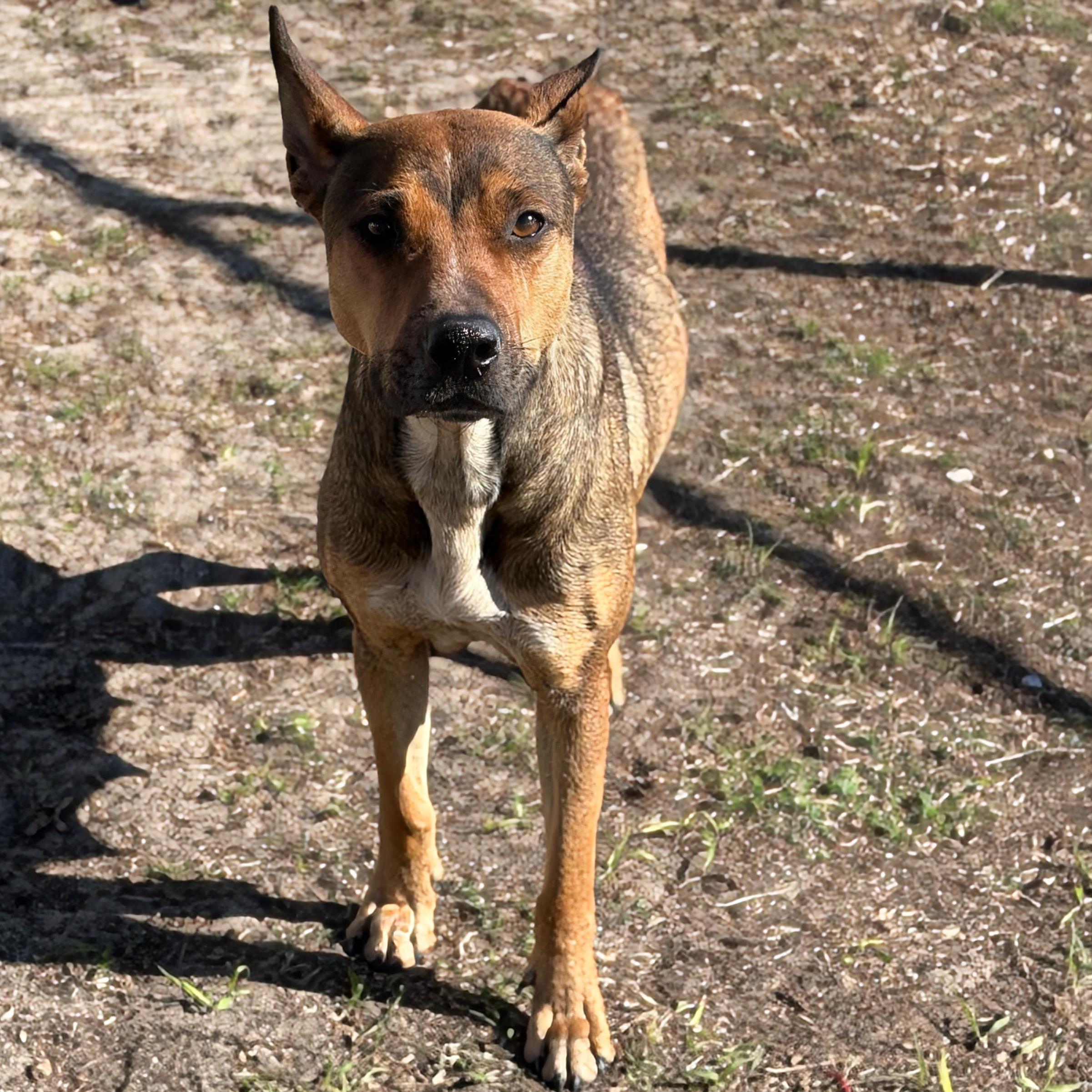 Dinah, ADOPTABLE, Young Female Pit Bull Terrier & Shepherd.