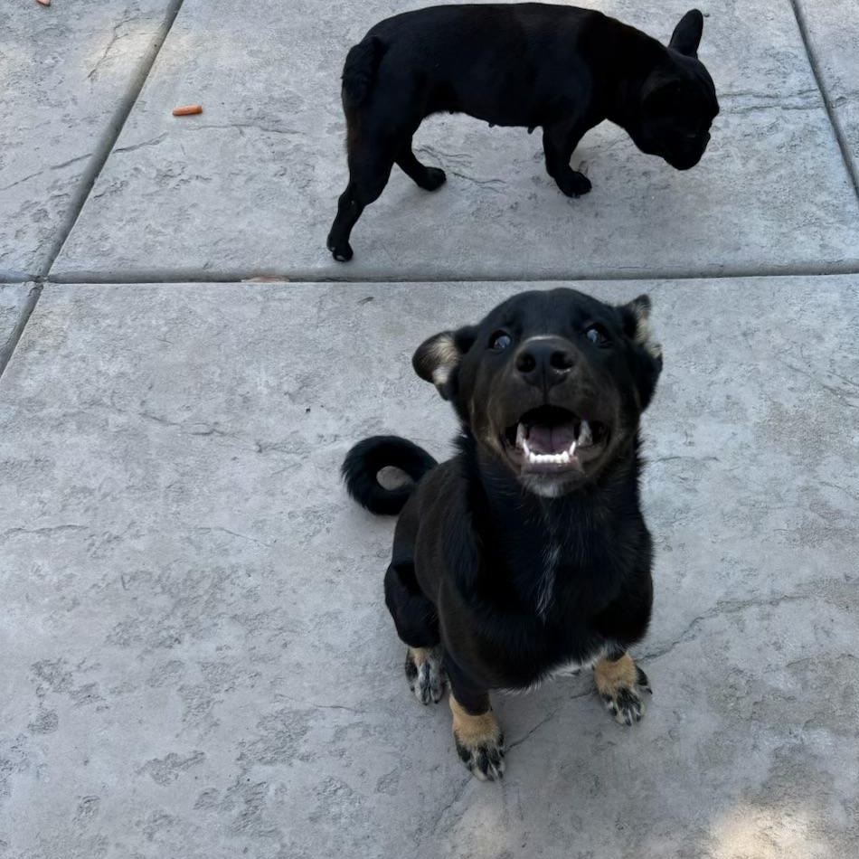 Enlarge Ryder, an adopted mixed breed in Hayward, CA image 2/5