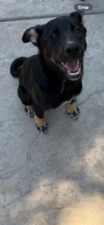 Enlarge Ryder, an adopted mixed breed in Hayward, CA image 4/5