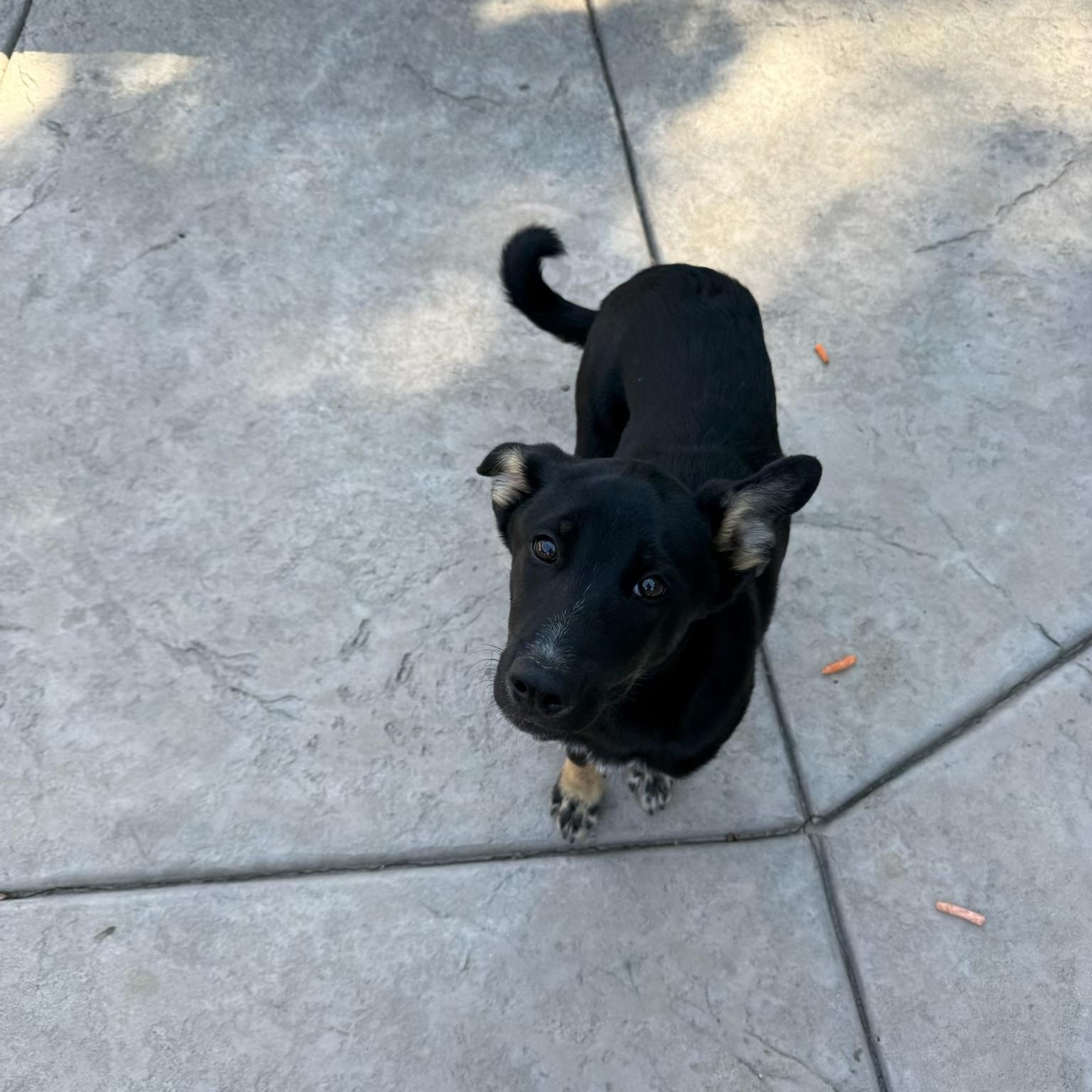 Enlarge Ryder, an adopted mixed breed in Hayward, CA image 3/5