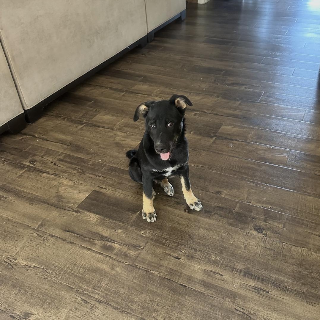 Ryder, adopted, Puppy Male German Shepherd Dog.