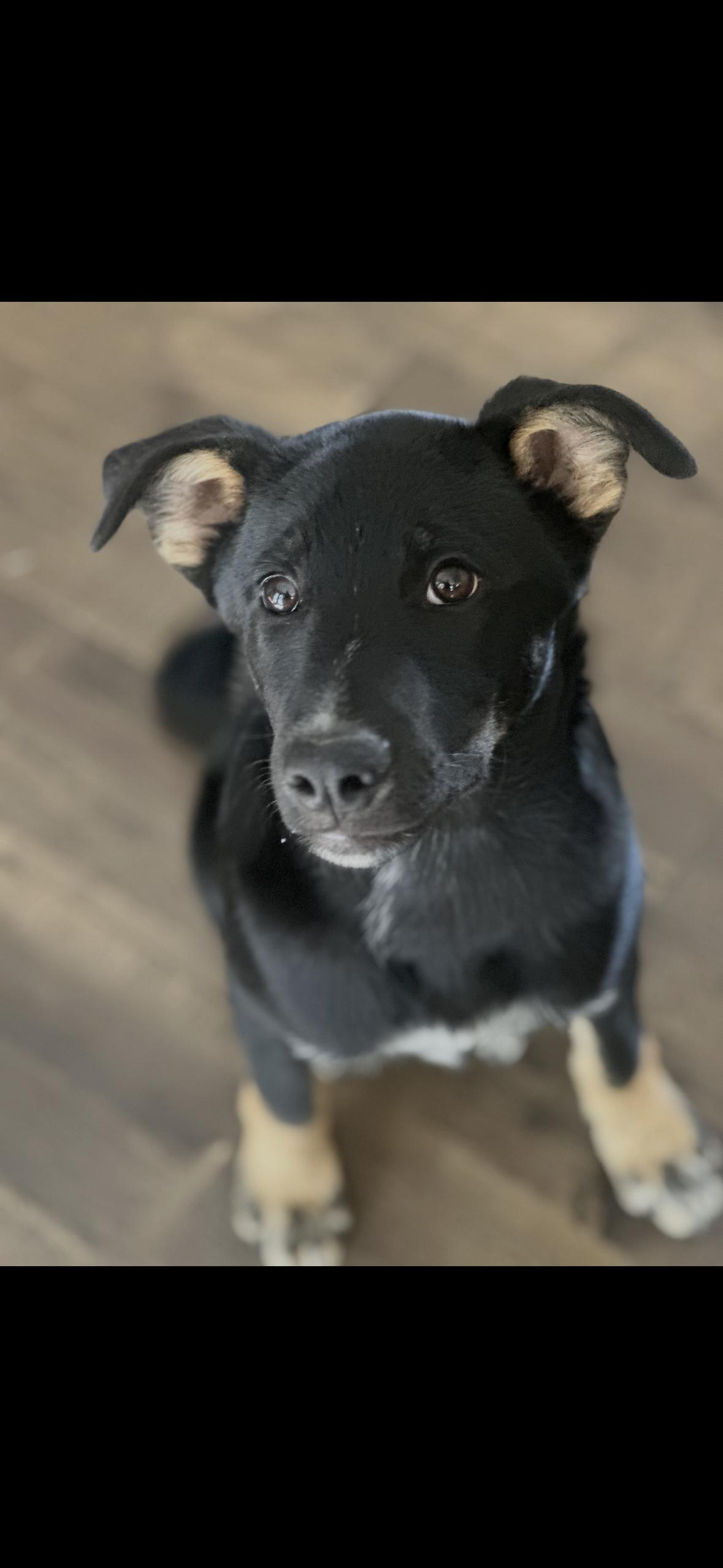 Enlarge Ryder, an adopted mixed breed in Hayward, CA image 5/5