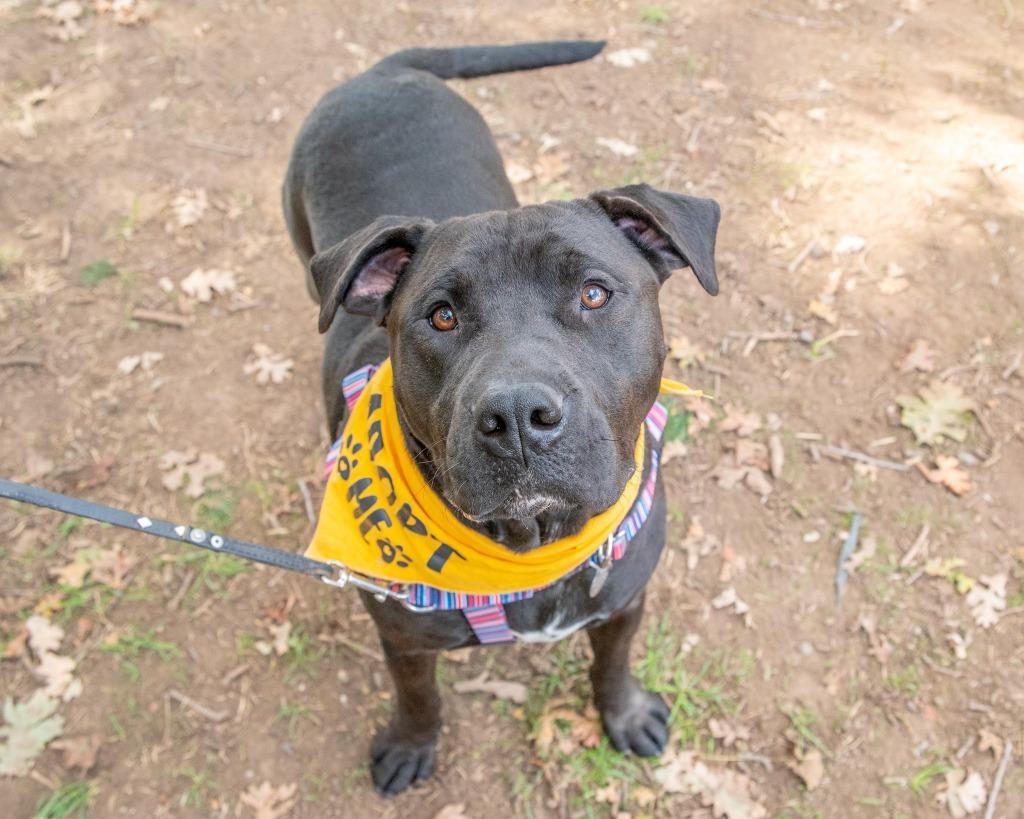 Enlarge Bento, a Adoptable mixed breed in Chico, CA image 2/4