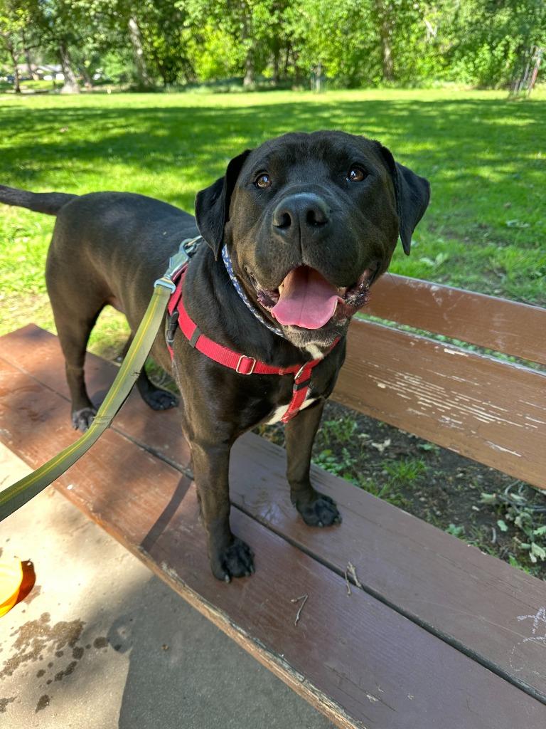 Enlarge Bento, a Adoptable mixed breed in Chico, CA image 3/5