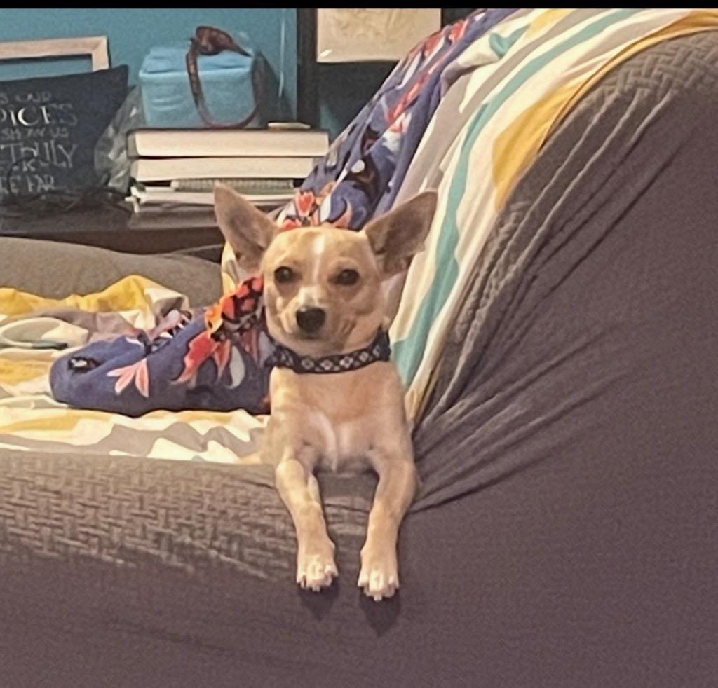 Hank, Adoptable, Adult Male Chihuahua.