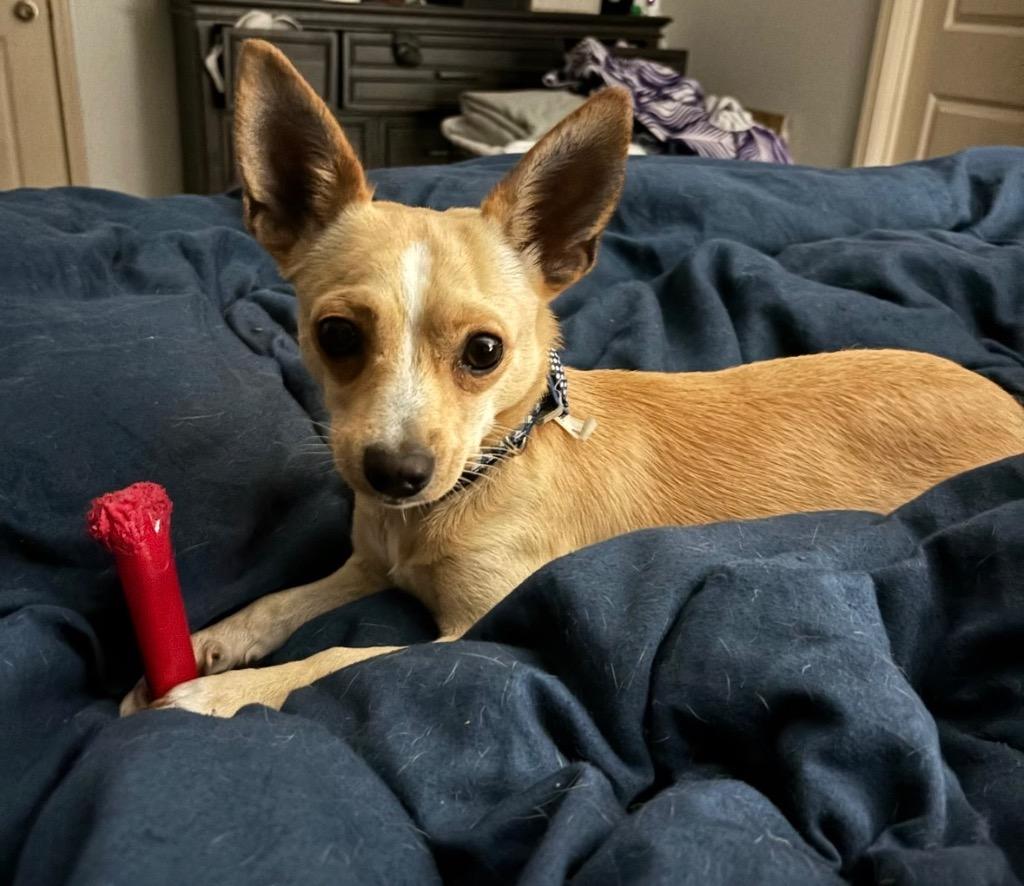 Enlarge Hank, a Adoptable mixed breed in Little Rock, AR image 2/3