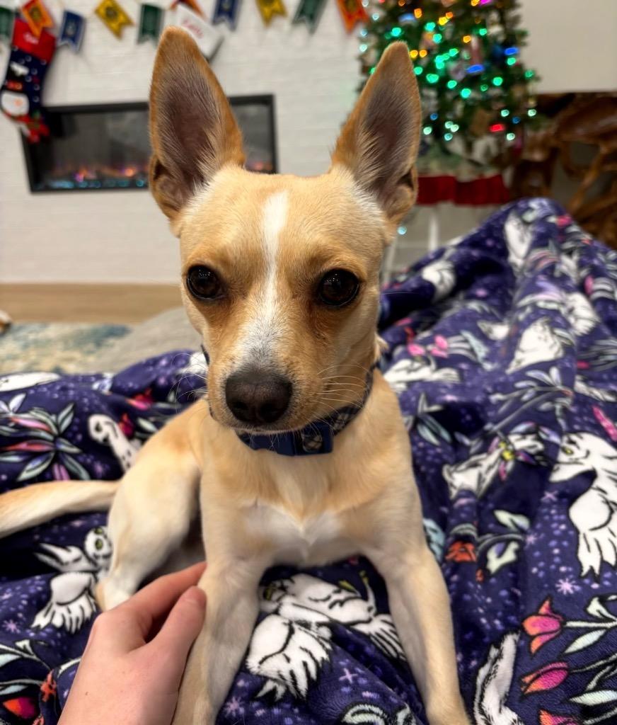 Enlarge Hank, a Adoptable mixed breed in Little Rock, AR image 3/3