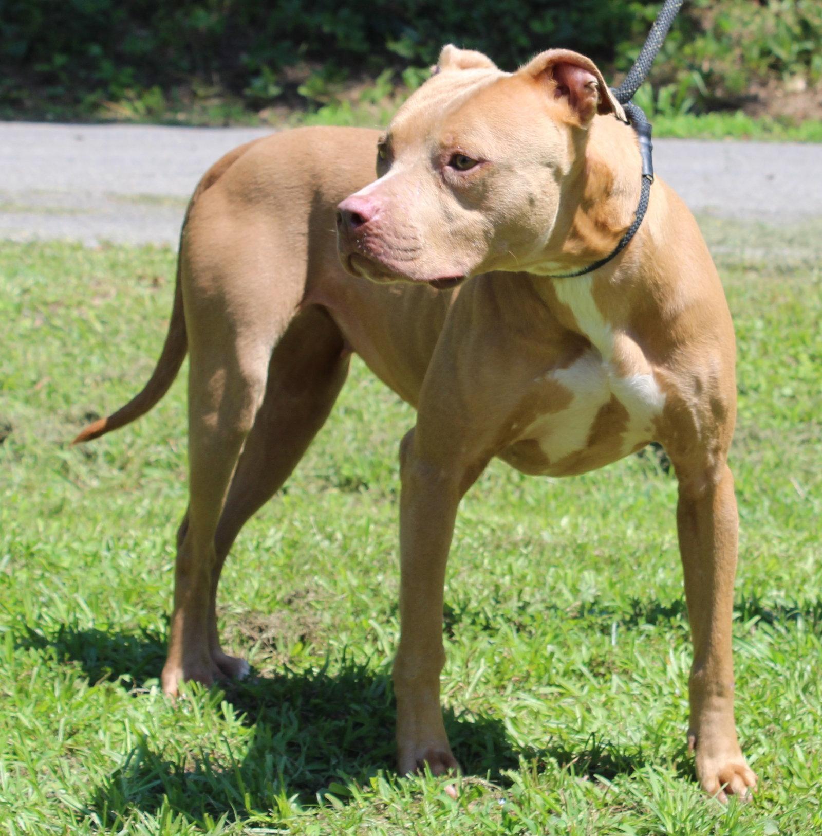 Cinnamon 43705, Adopted, Young Female Pit Bull Terrier.