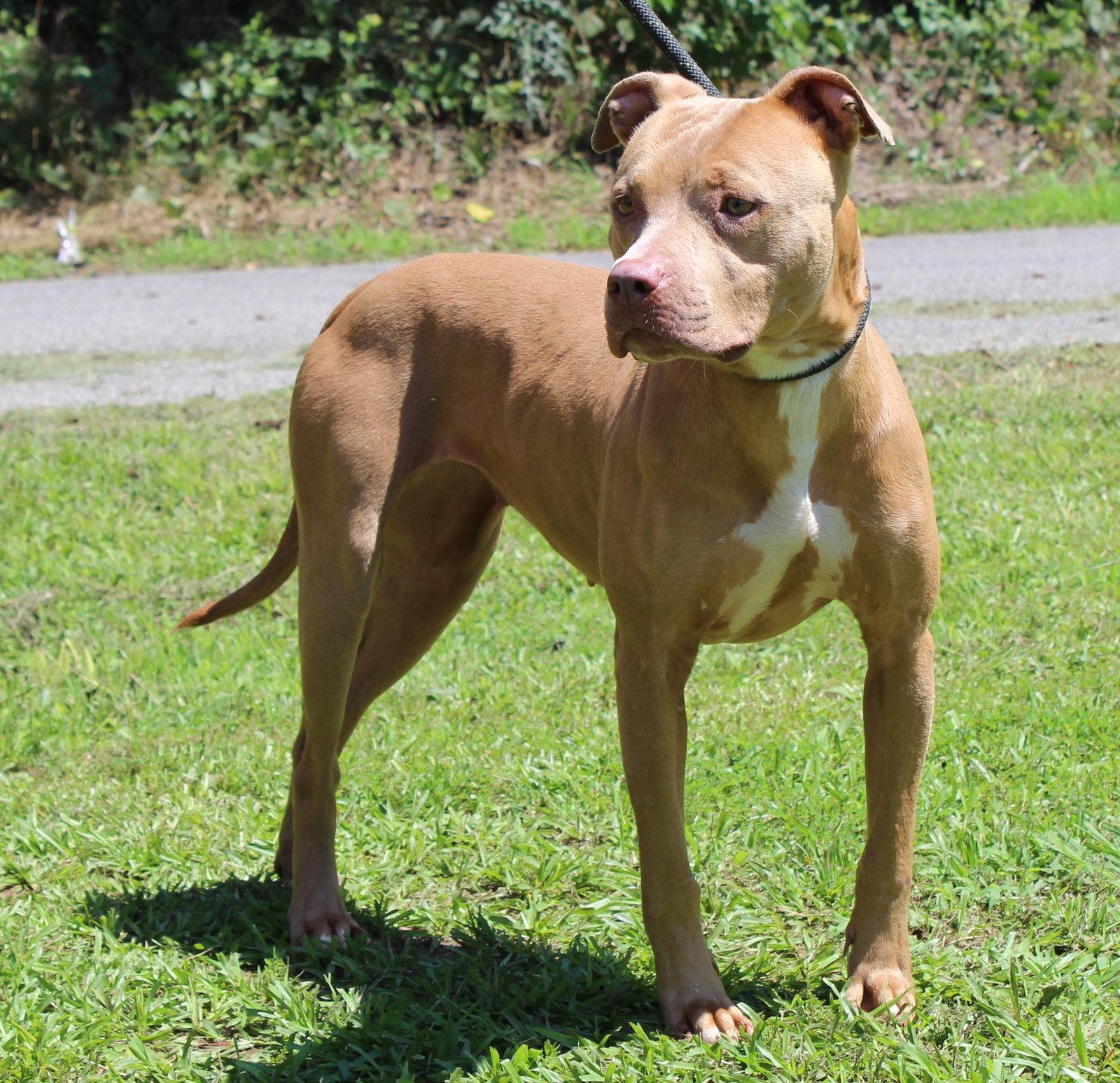 Cinnamon 43705, a Adopted Pit Bull Terrier in Prattville, AL image 2/3