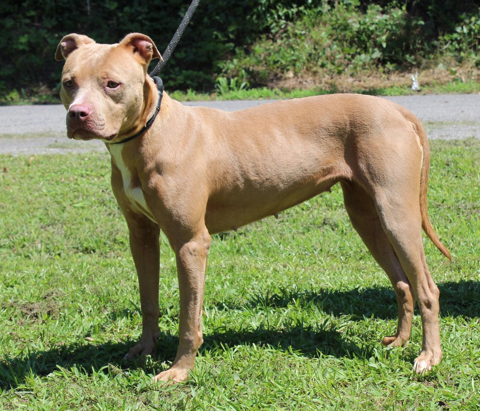Cinnamon 43705, a Adopted Pit Bull Terrier in Prattville, AL image 3/3