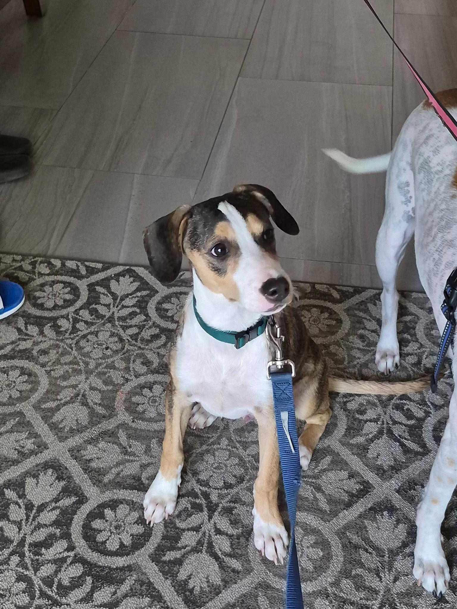 Bolt, an adopted mixed breed in Guelph, ON image 2/3