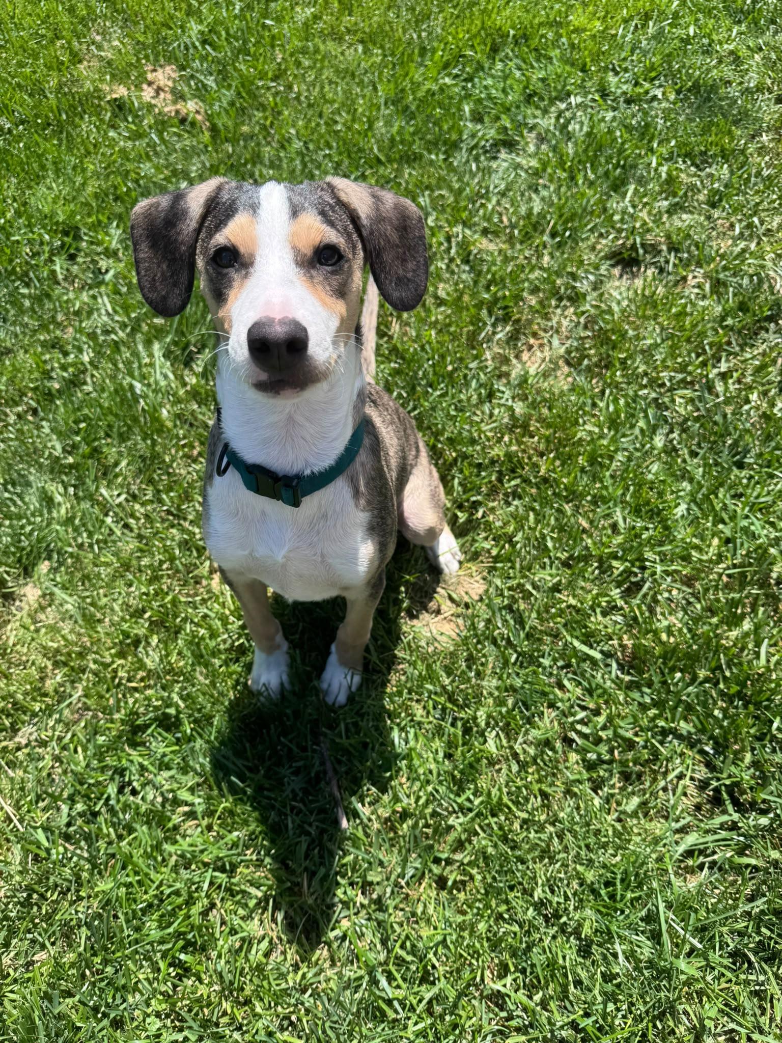 Bolt, adopted, Puppy Male Labrador Retriever.
