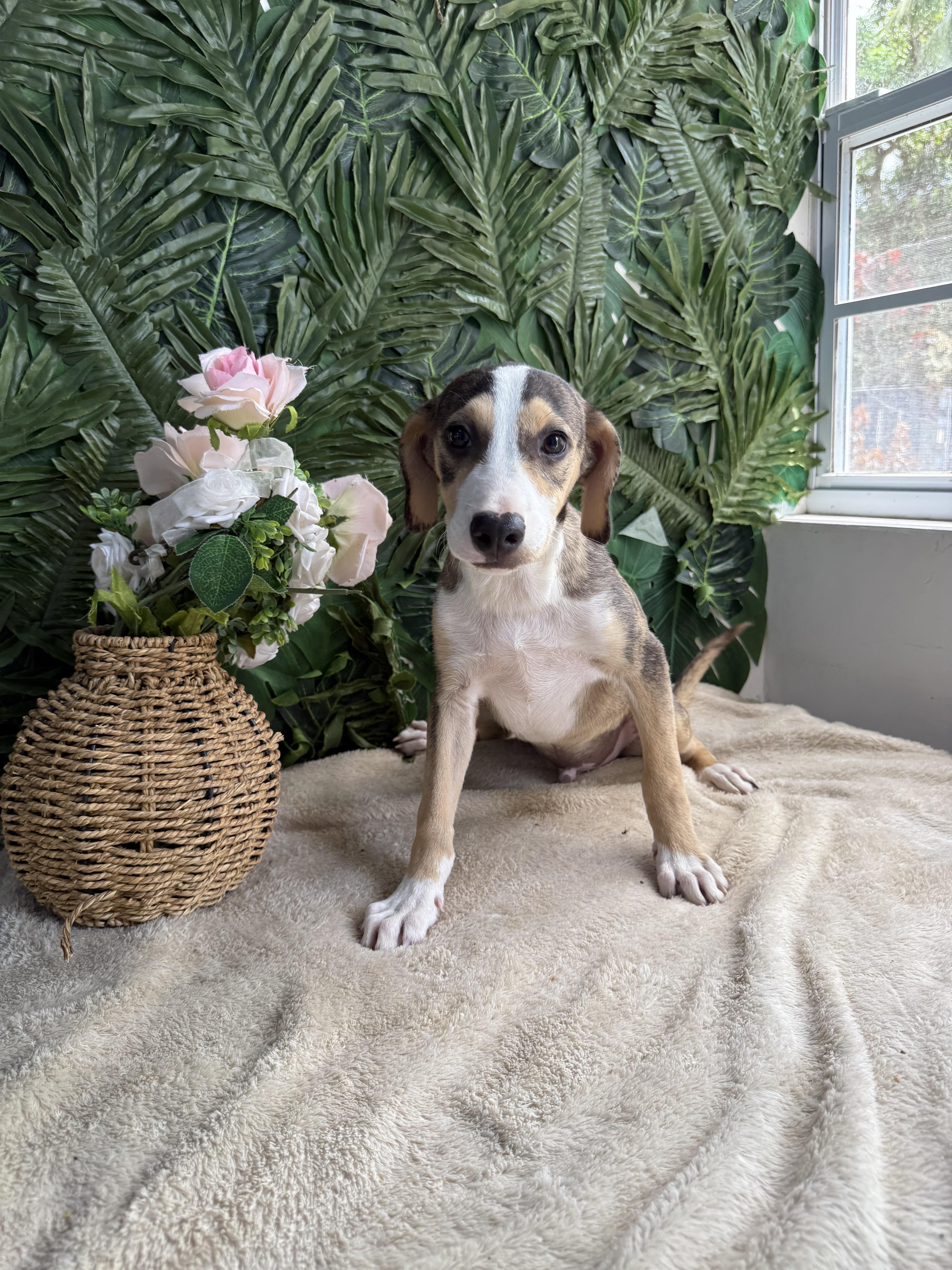 Bolt, an adopted mixed breed in Guelph, ON image 3/3