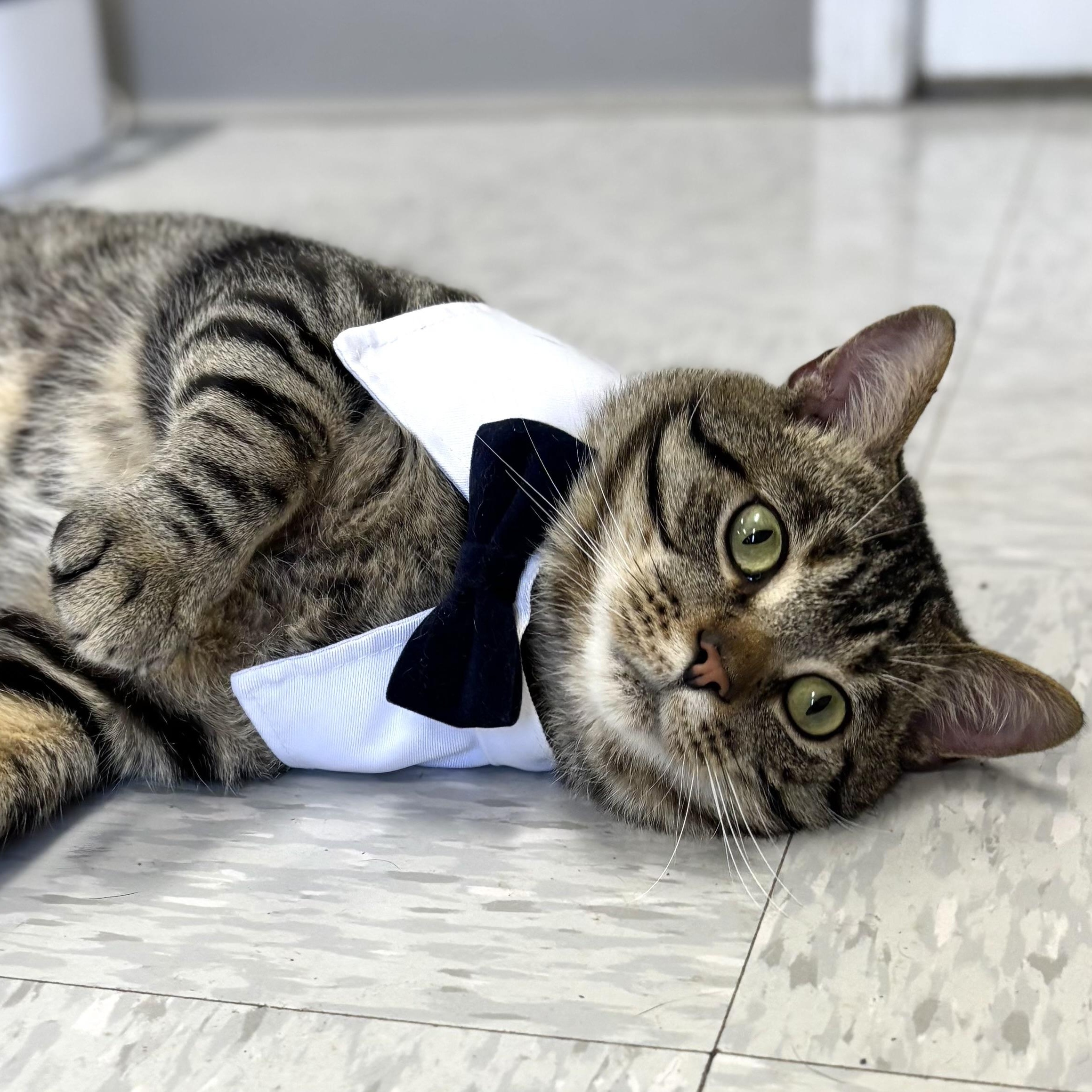 Hunter, adopted, Young Male Domestic Short Hair.