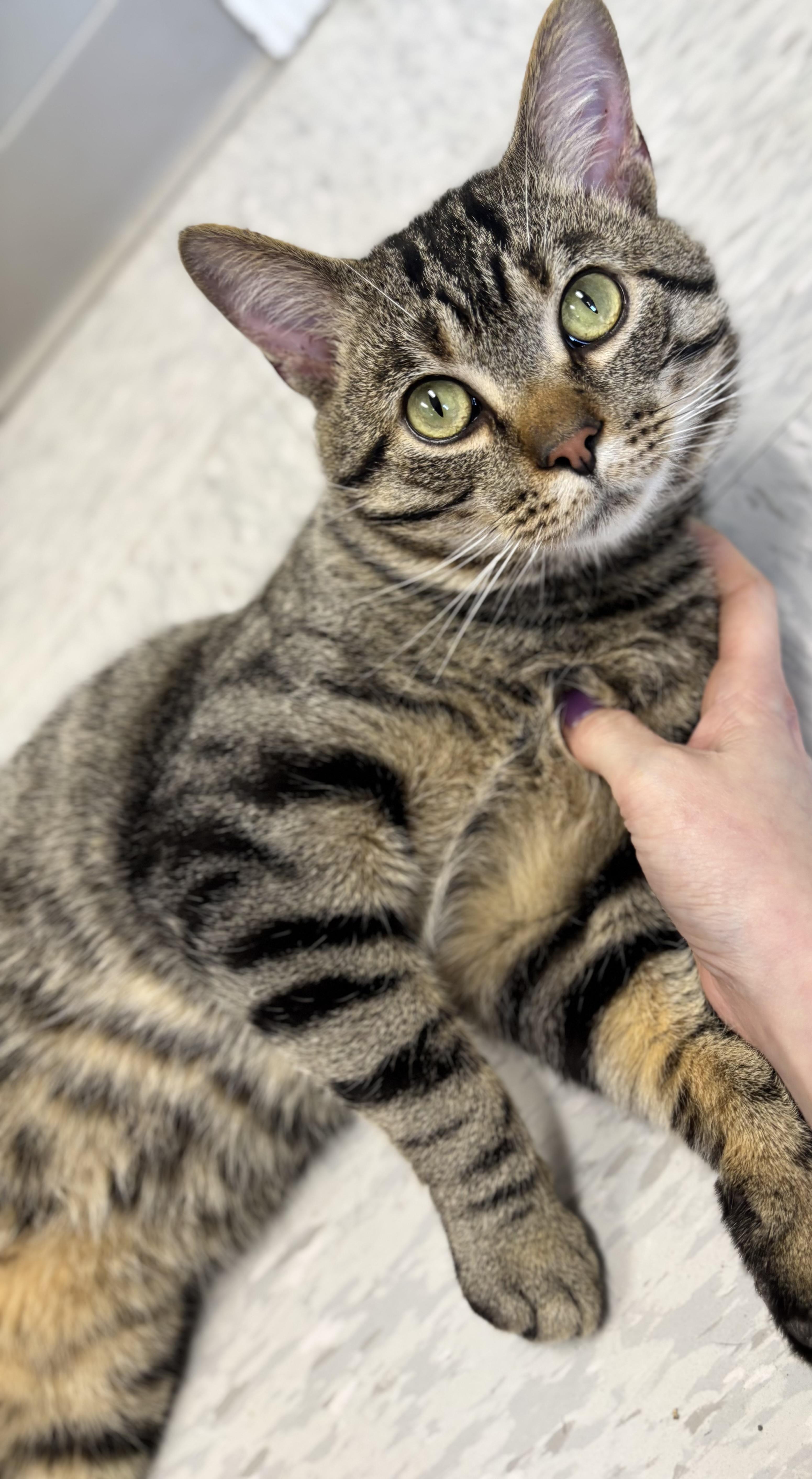 Hunter, an adopted Domestic Short Hair in Bardstown, KY image 4/6