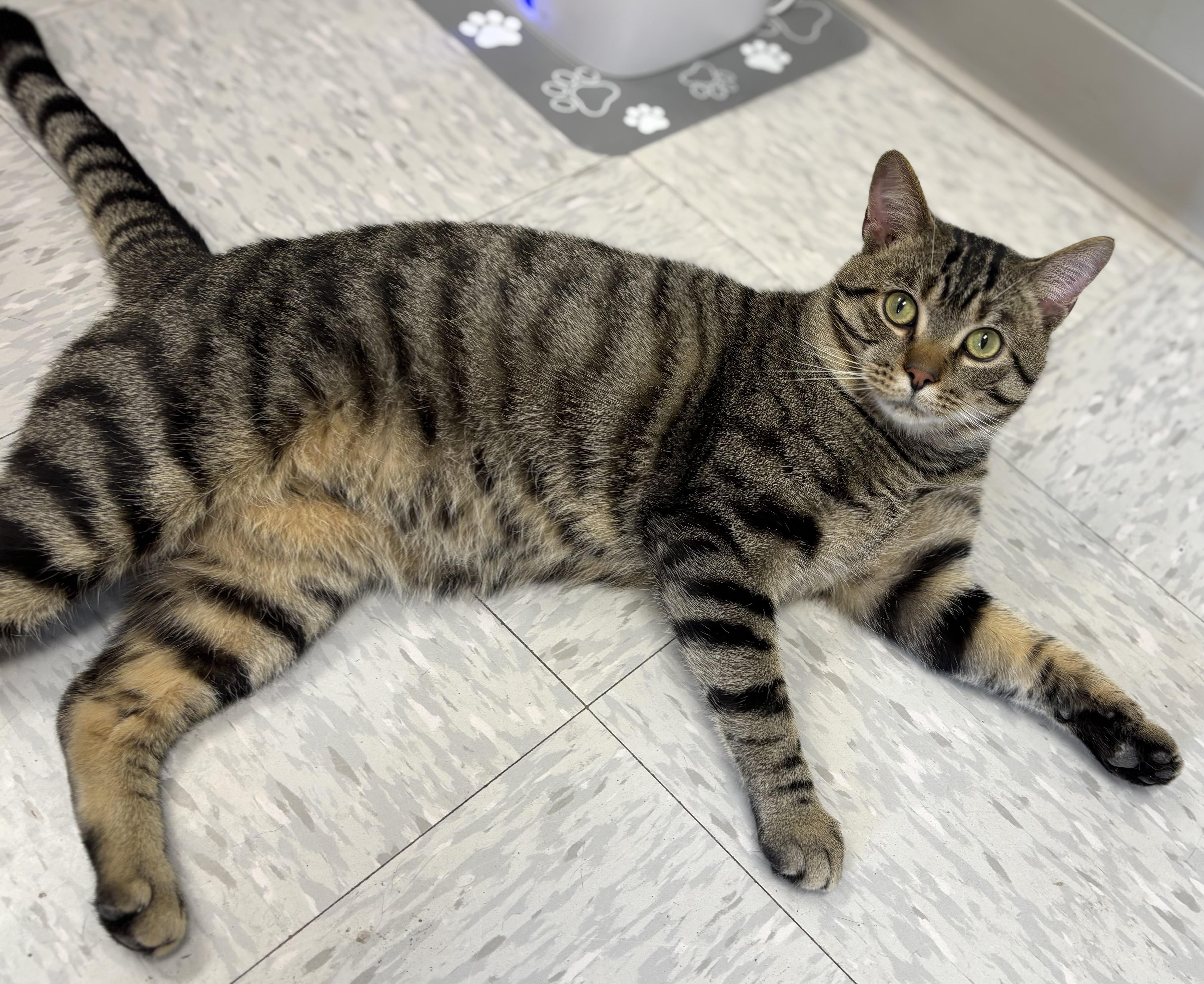 Hunter, an adopted Domestic Short Hair in Bardstown, KY image 3/6