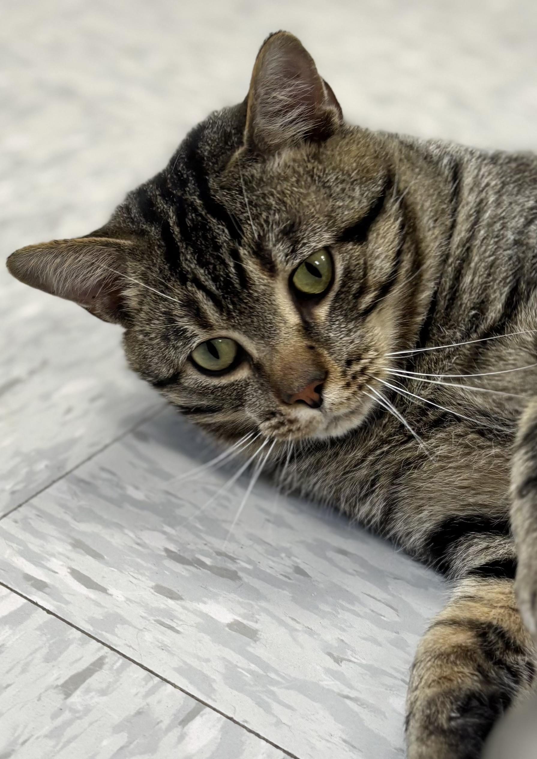 Hunter, an adopted Domestic Short Hair in Bardstown, KY image 6/6