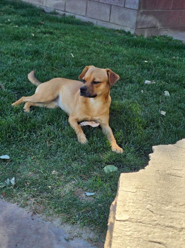 Tiana, Adoptable, Young Female Pug & Mixed Breed.