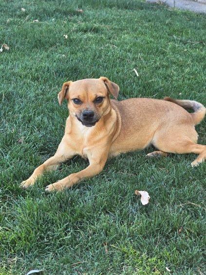 Enlarge Tiana, a Adoptable mixed breed in Coachella, CA image 2/6