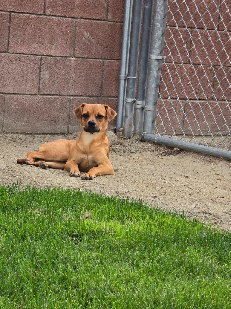 Enlarge Tiana, a Adoptable mixed breed in Coachella, CA image 3/6