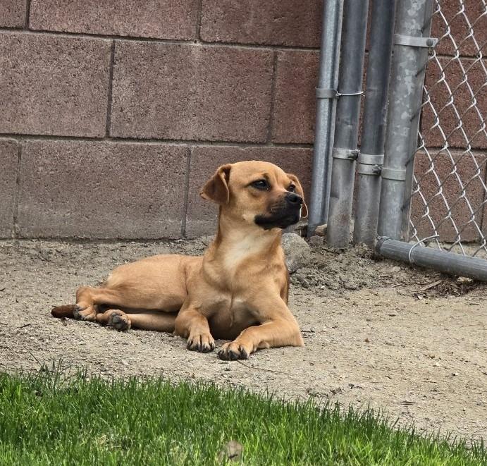 Enlarge Tiana, a Adoptable mixed breed in Coachella, CA image 4/6