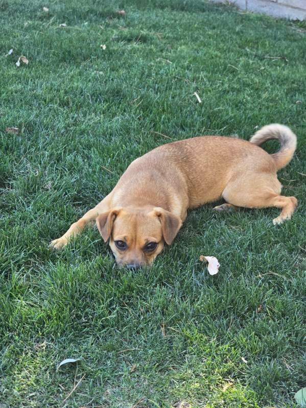 Enlarge Tiana, a Adoptable mixed breed in Coachella, CA image 5/6