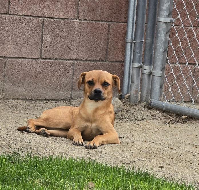 Enlarge Tiana, a Adoptable mixed breed in Coachella, CA image 6/6