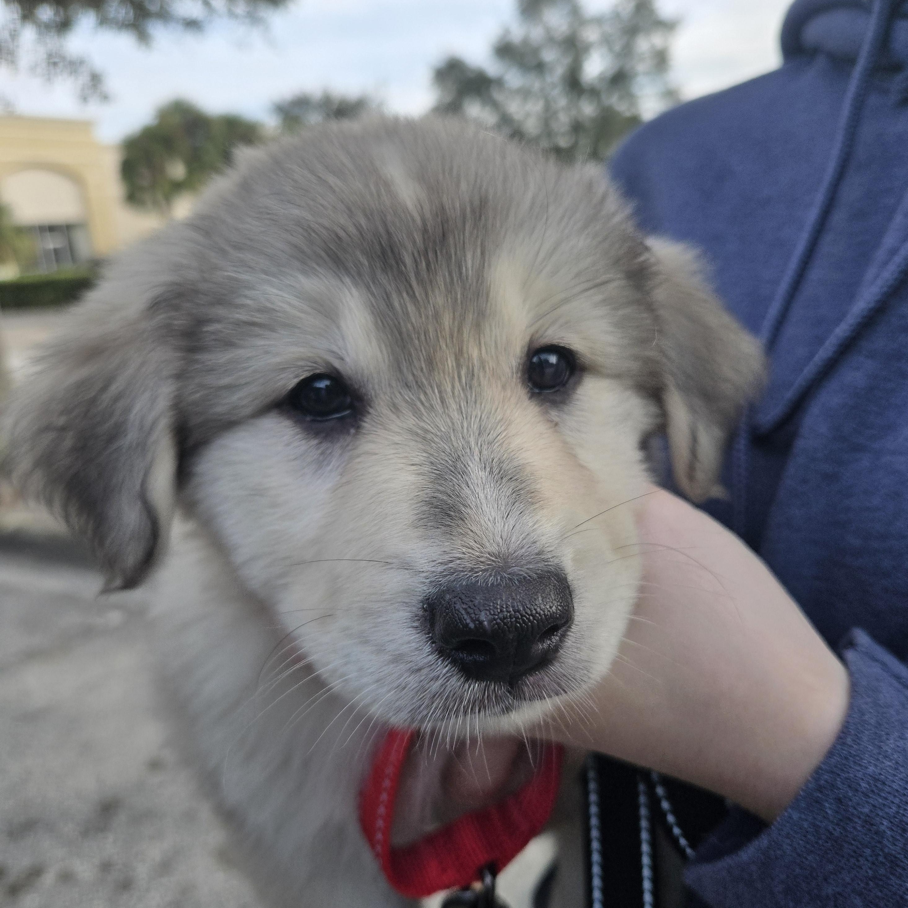 Tundra, an adoptable mixed breed in Orlando, FL image 1/6