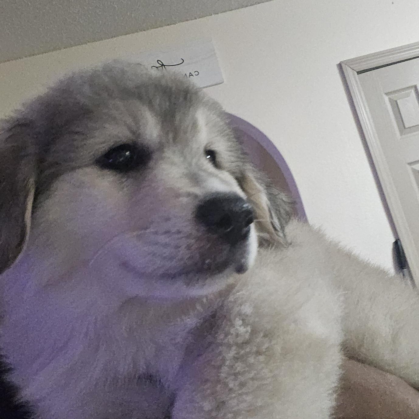 Tundra, an adoptable mixed breed in Orlando, FL image 5/6