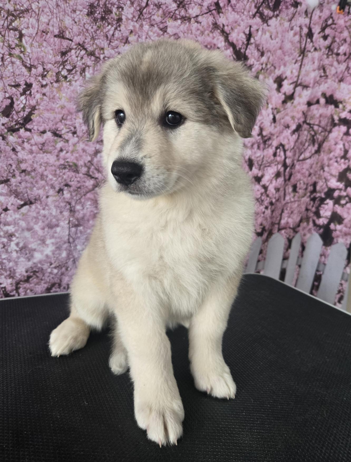 Tundra, an adoptable mixed breed in Orlando, FL image 2/6