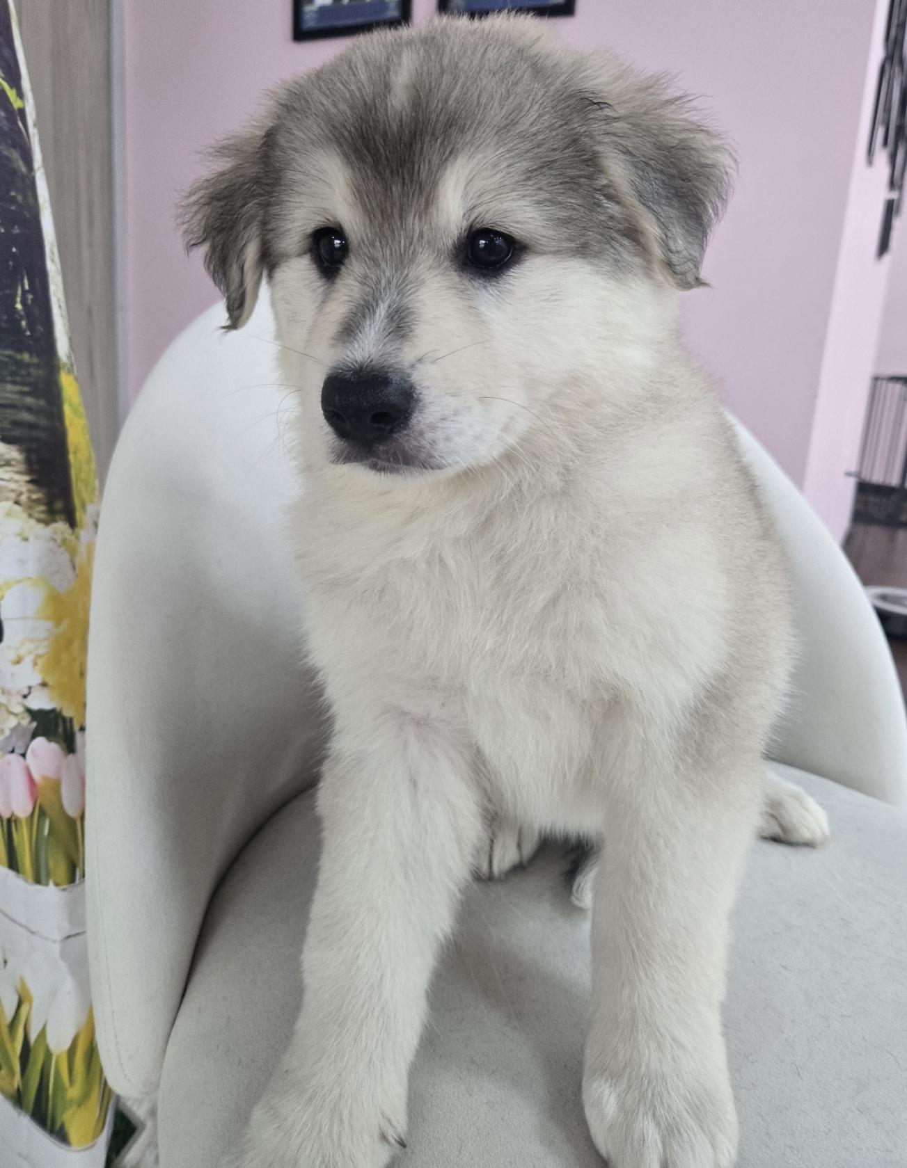 Tundra, an adoptable mixed breed in Orlando, FL image 3/6