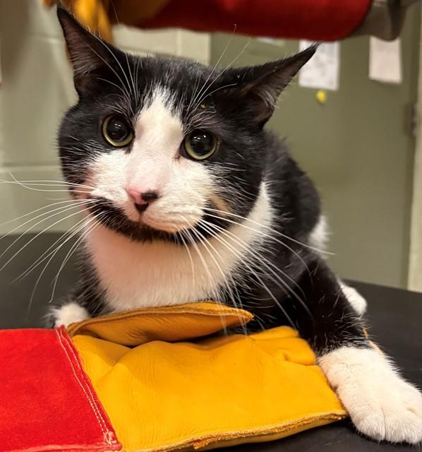 MARSHALL, Adoptable, Young Male Domestic Medium Hair.