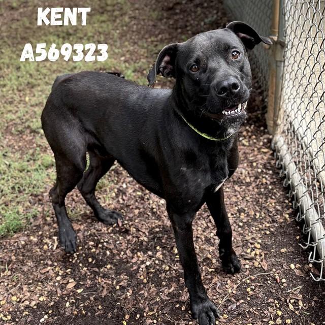 KENT, Adoptable, Adult Male Pit Bull Terrier & Labrador Retriever.