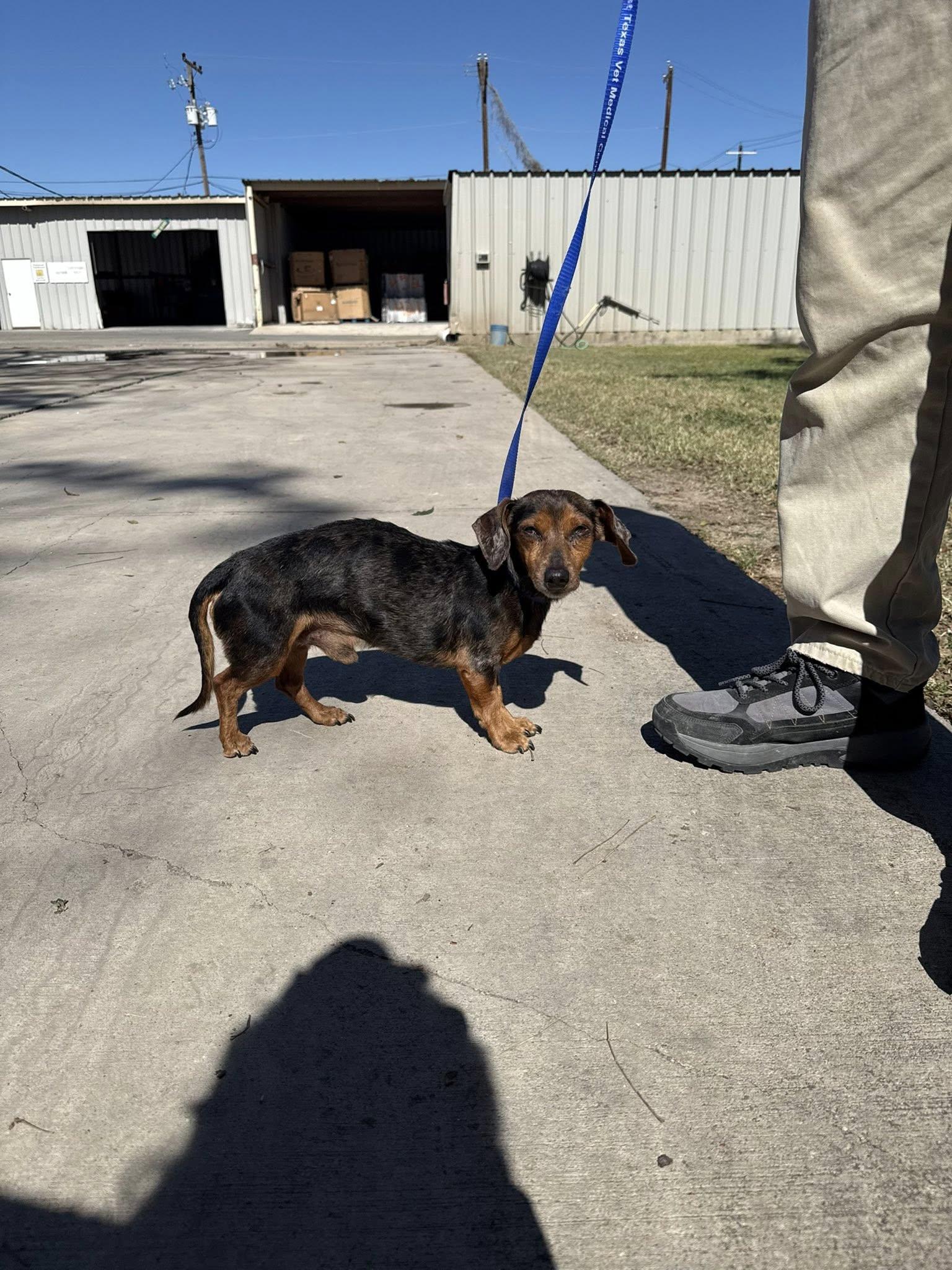 Longfellow , a ADOPTABLE Dachshund in Blue Bell, PA image 2/5