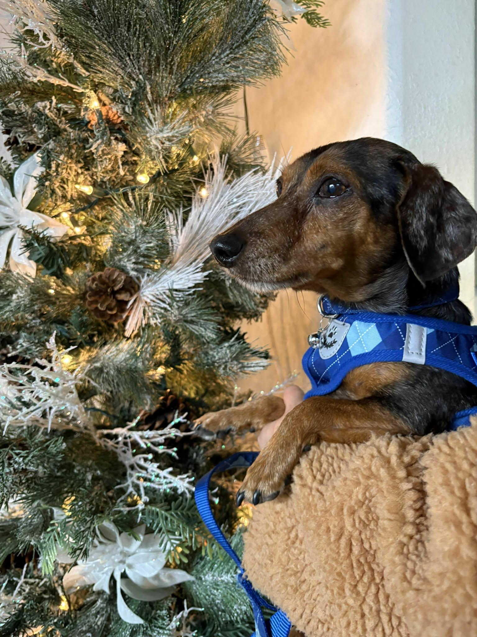 Longfellow , ADOPTABLE, Adult Male Dachshund.