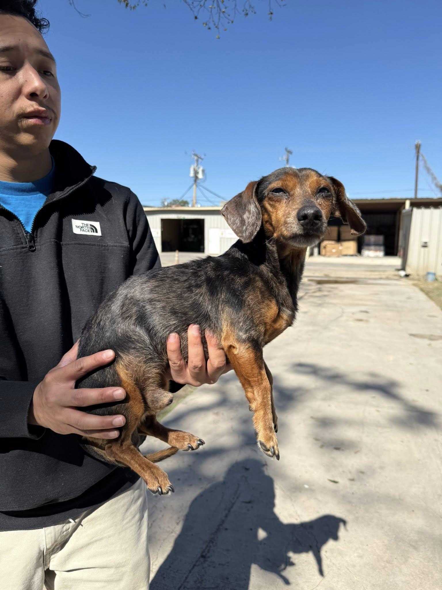 Longfellow , a ADOPTABLE Dachshund in Blue Bell, PA image 3/5
