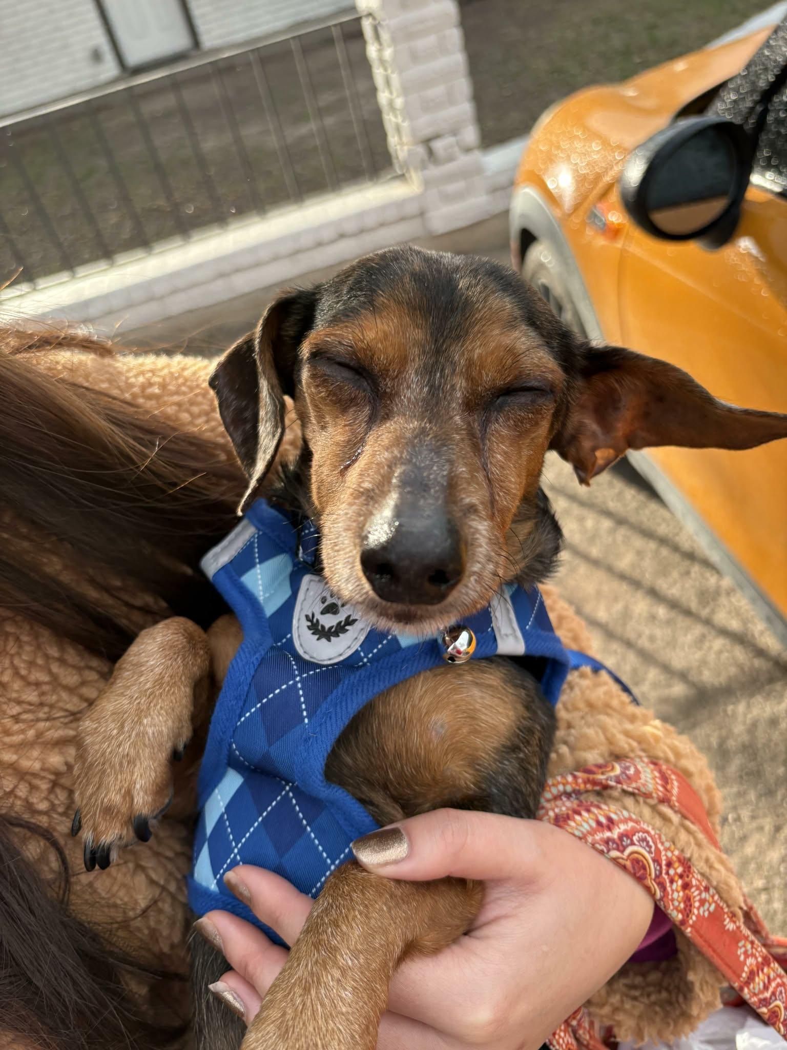 Longfellow , a ADOPTABLE Dachshund in Blue Bell, PA image 4/5