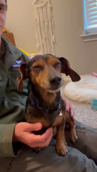 Enlarge Longfellow , a ADOPTABLE Dachshund in Blue Bell, PA video 5/5