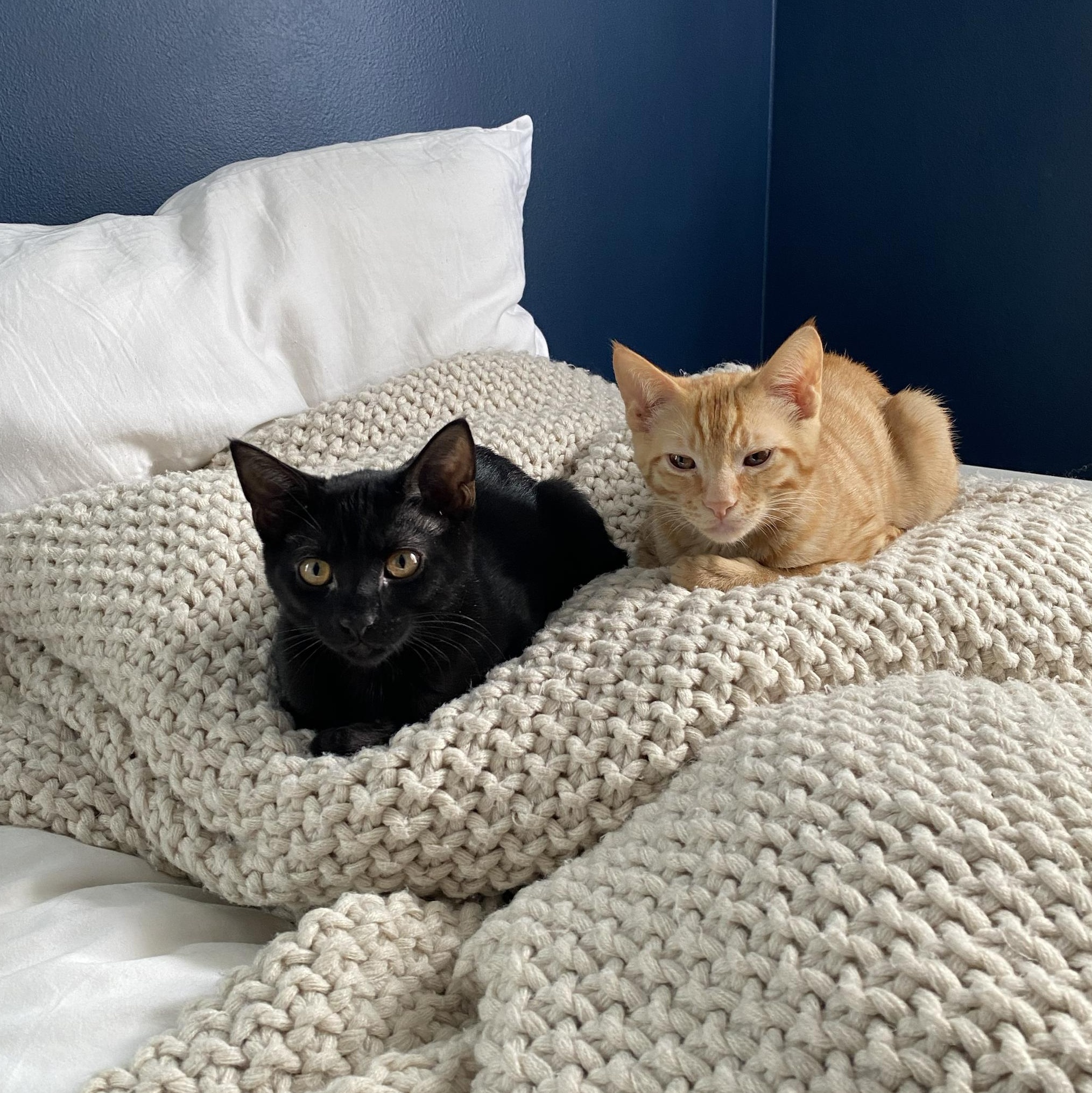 Mike and Roger, adoptable, Kitten Male Domestic Short Hair.