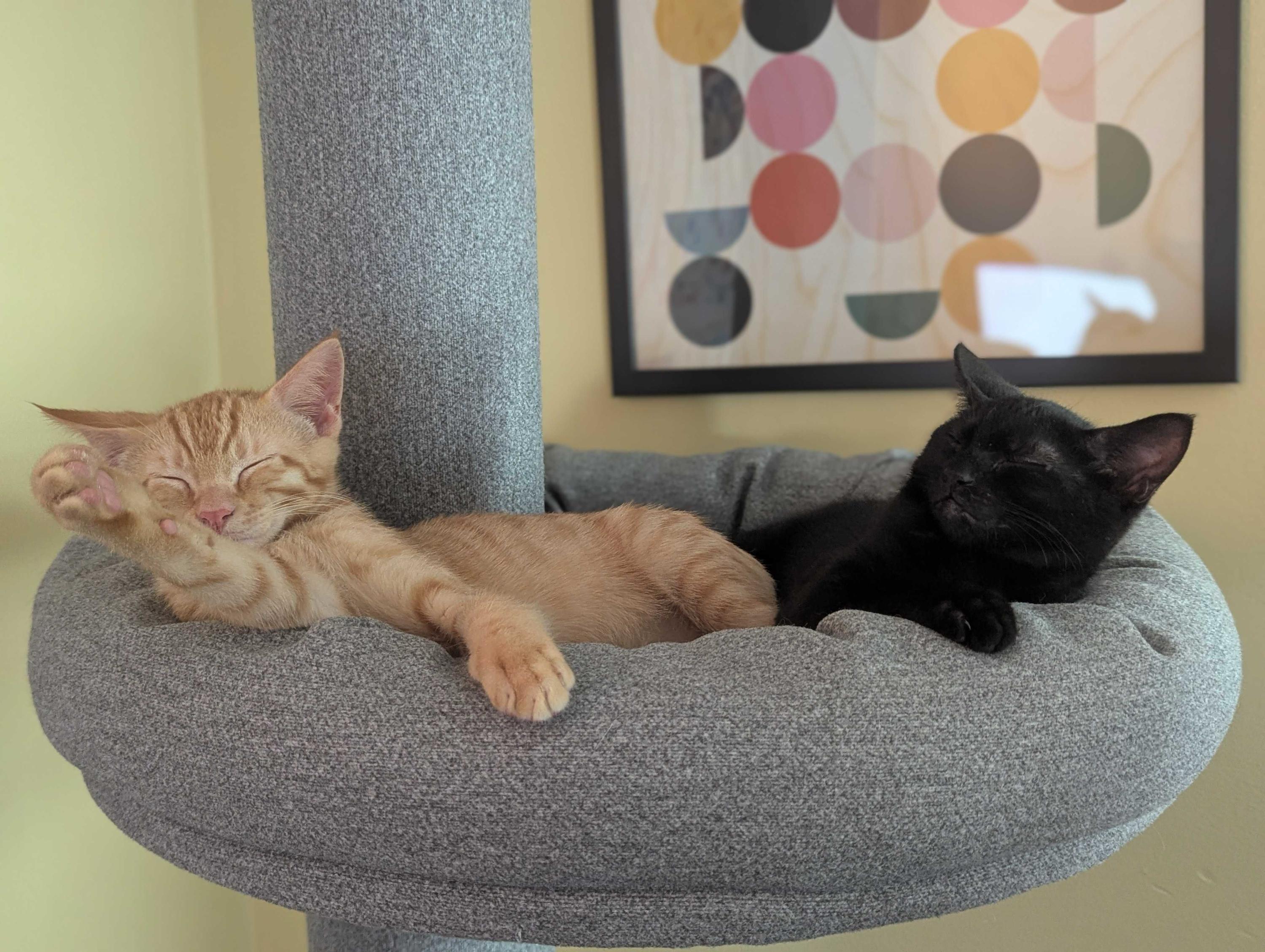 Mike and Roger, a ADOPTABLE Domestic Short Hair in Seattle, WA image 1/6