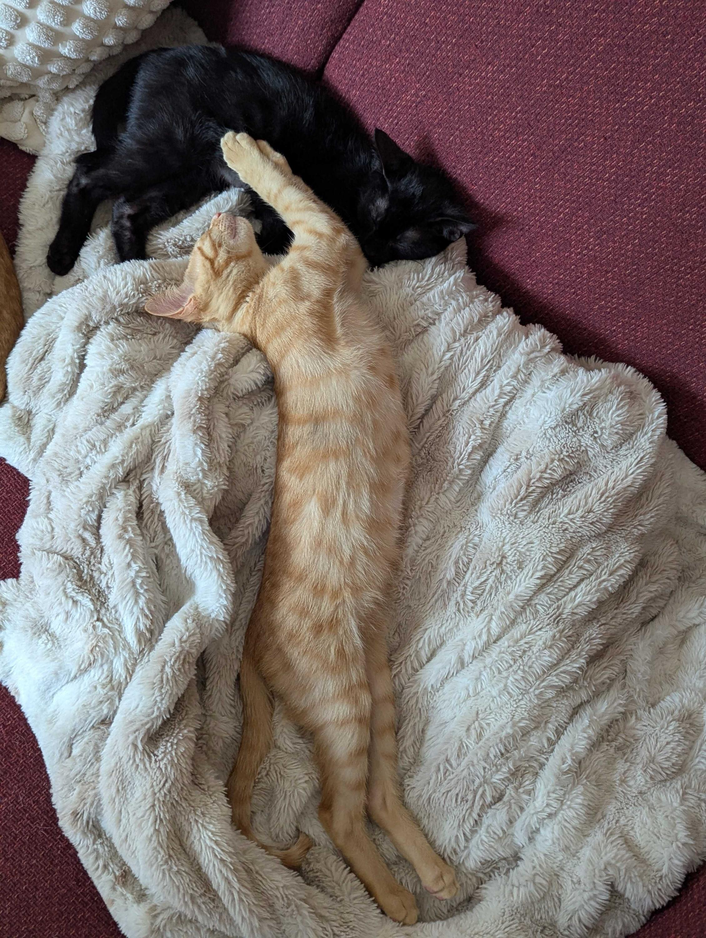 Mike and Roger, a ADOPTABLE Domestic Short Hair in Seattle, WA image 6/6