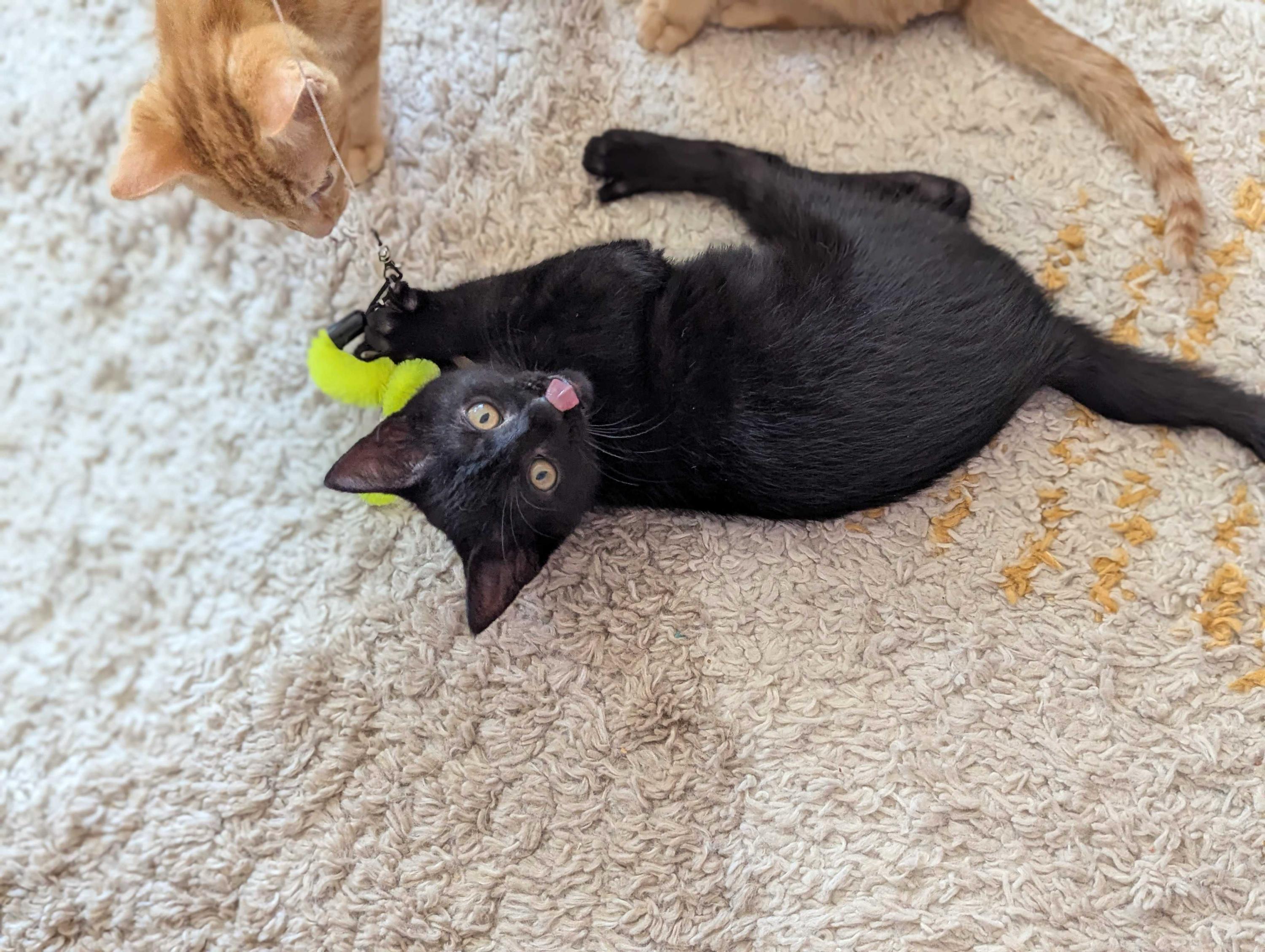 Mike and Roger, a ADOPTABLE Domestic Short Hair in Seattle, WA image 4/6