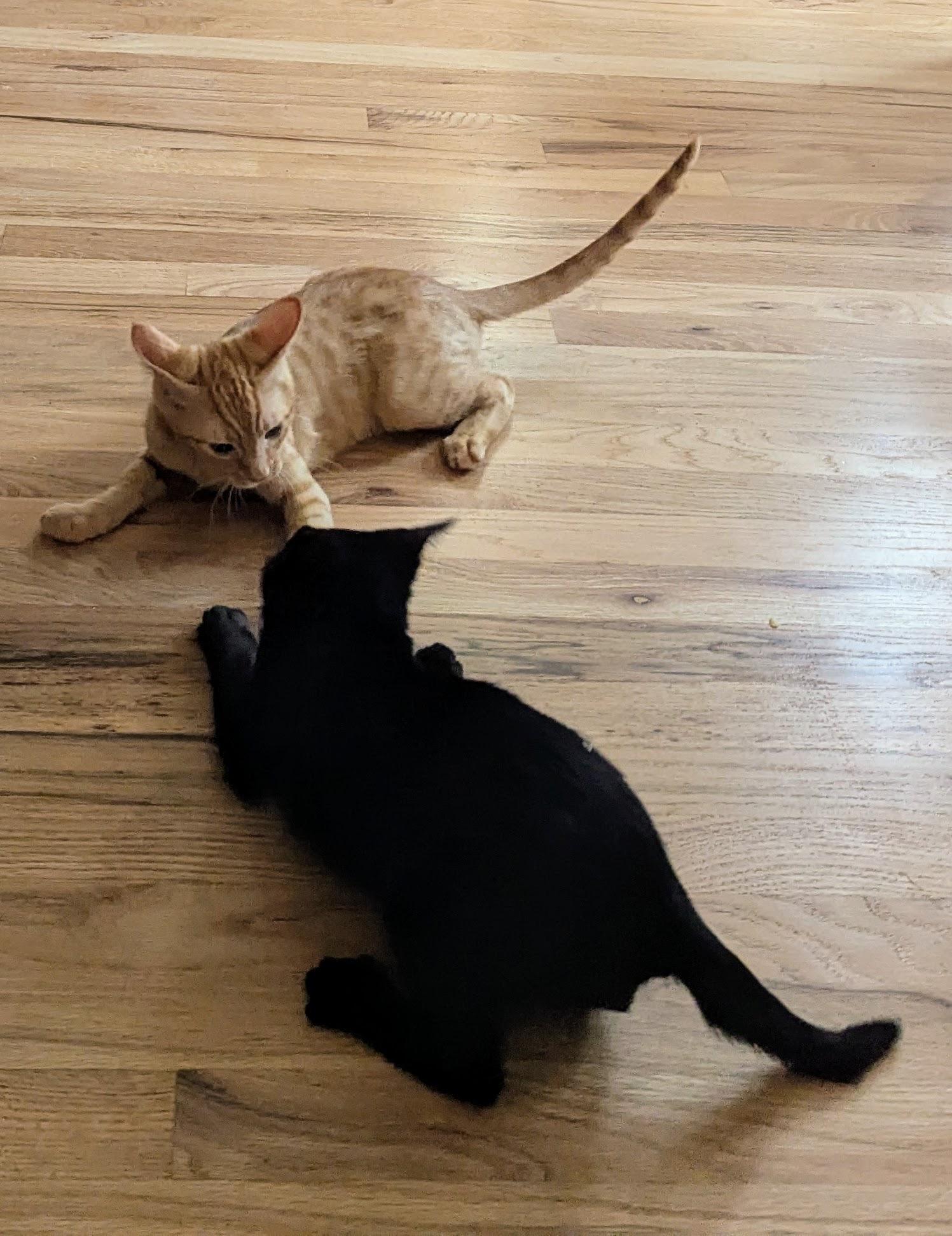 Enlarge Mike and Roger, an adoptable Domestic Short Hair in Seattle, WA image 5/6