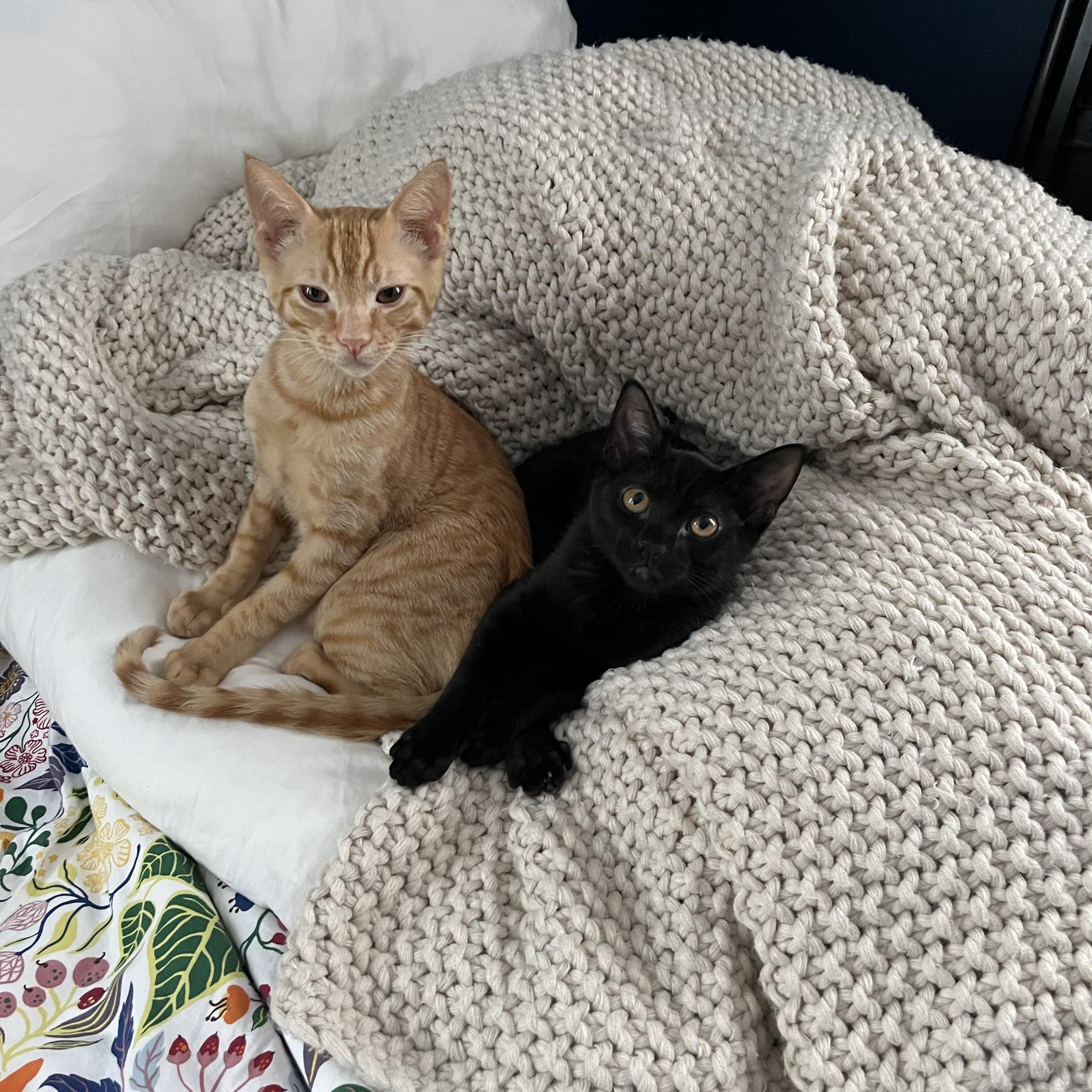 Enlarge Mike and Roger, an adoptable Domestic Short Hair in Seattle, WA image 2/6