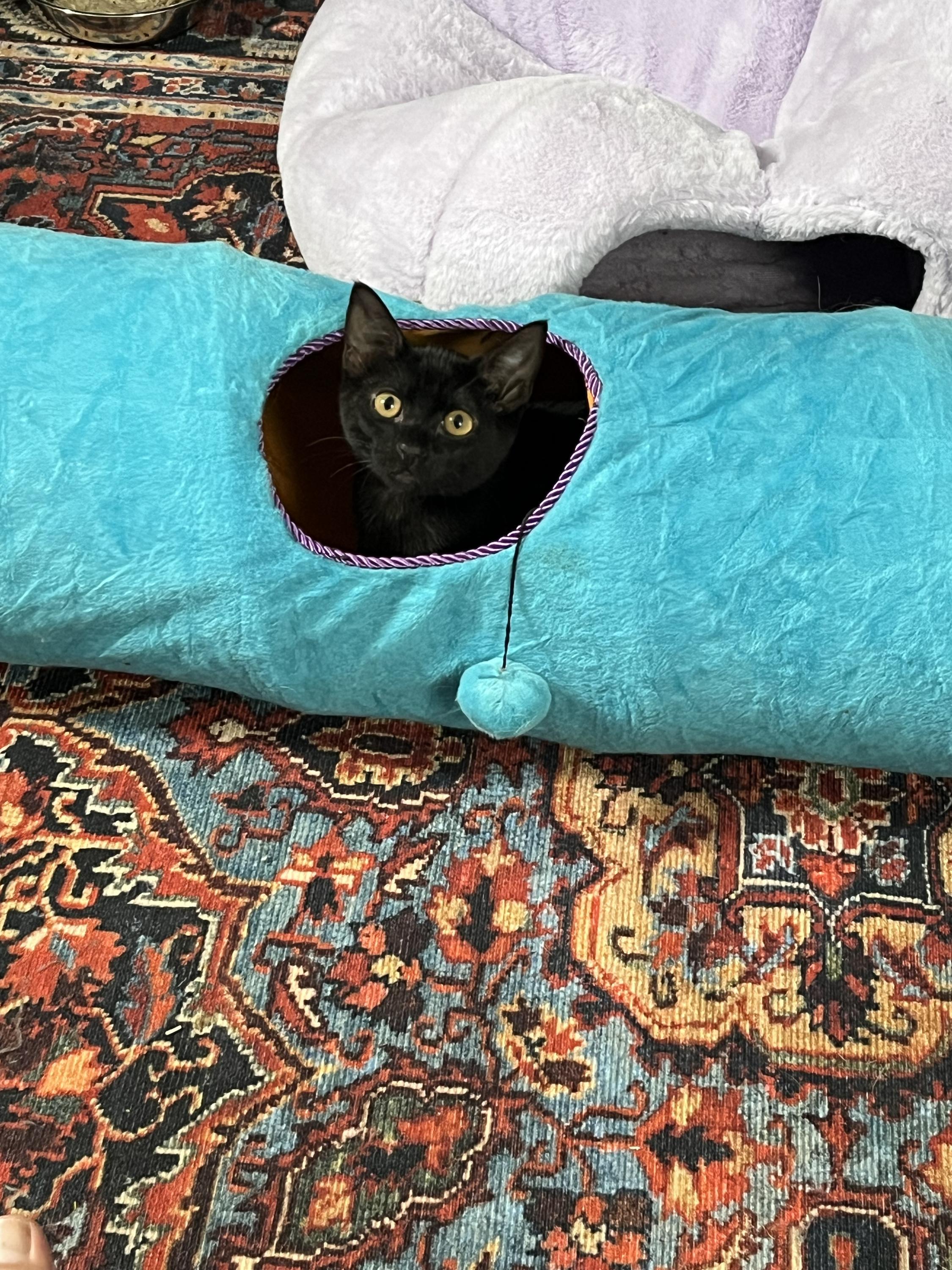 Enlarge Mike and Roger, an adoptable Domestic Short Hair in Seattle, WA image 6/6
