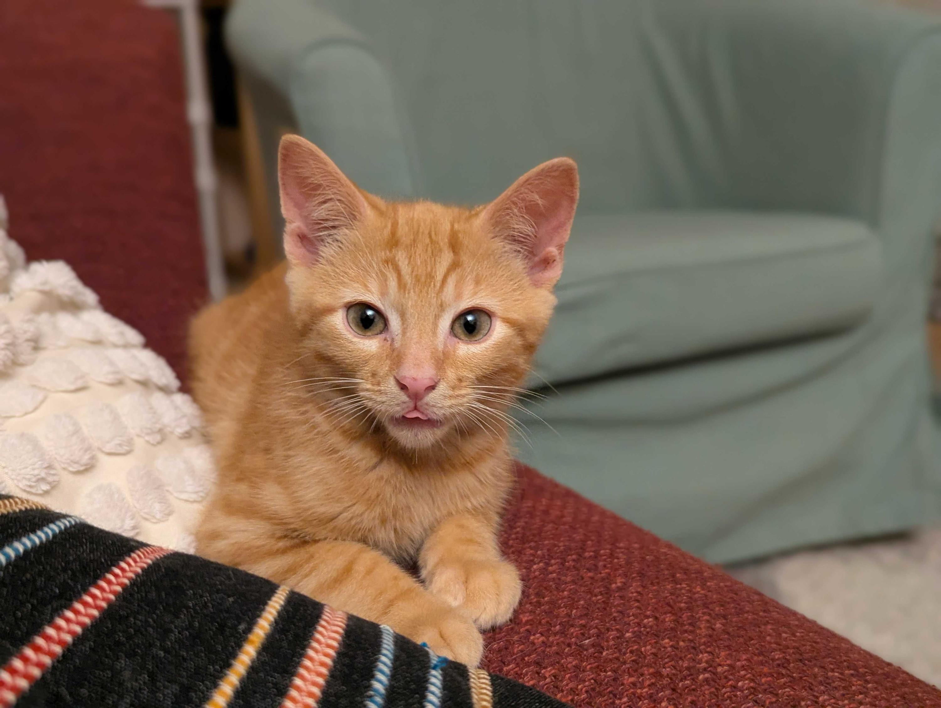 Mike and Roger, a ADOPTABLE Domestic Short Hair in Seattle, WA image 5/6