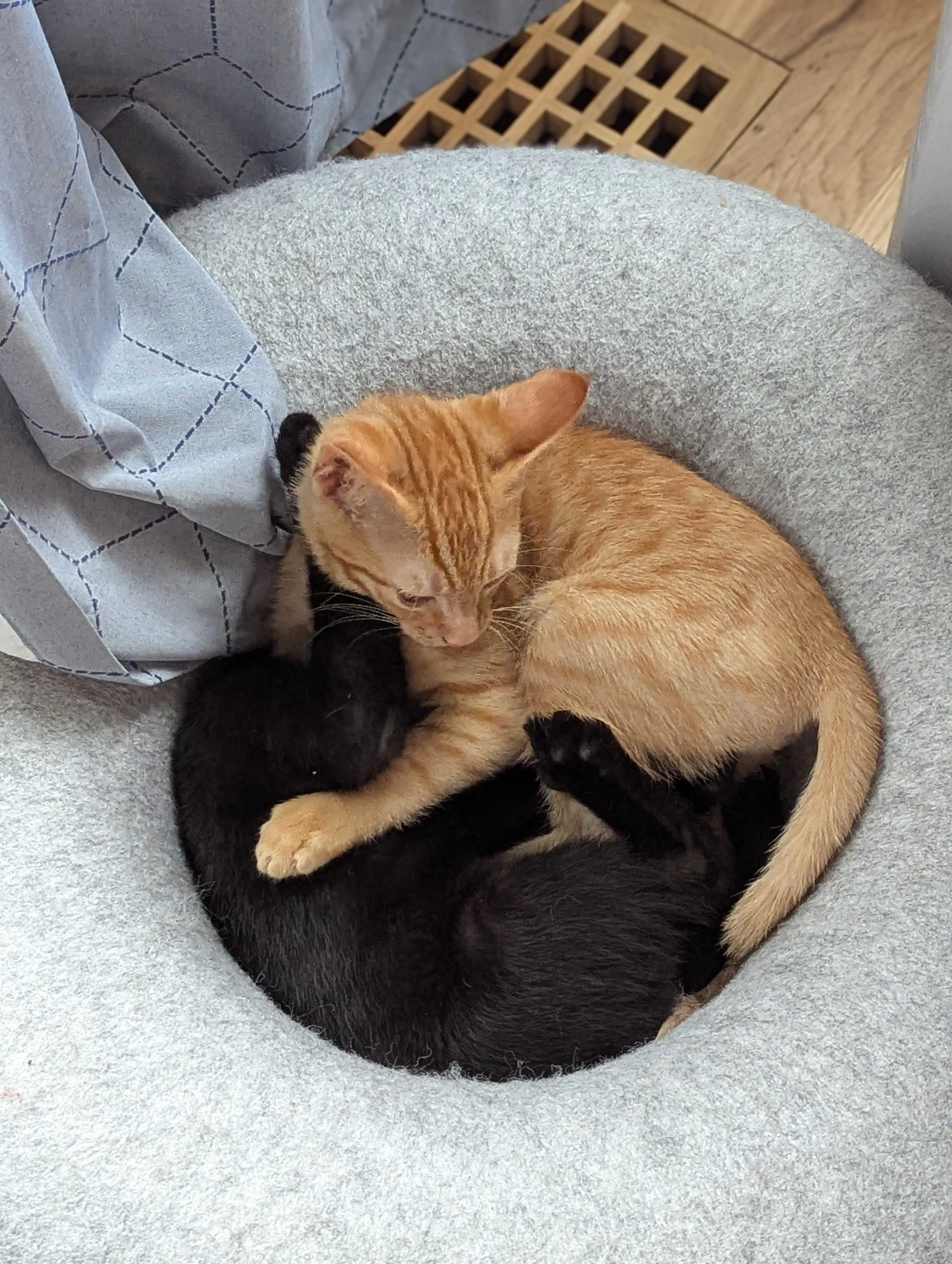 Mike and Roger, a ADOPTABLE Domestic Short Hair in Seattle, WA image 3/6