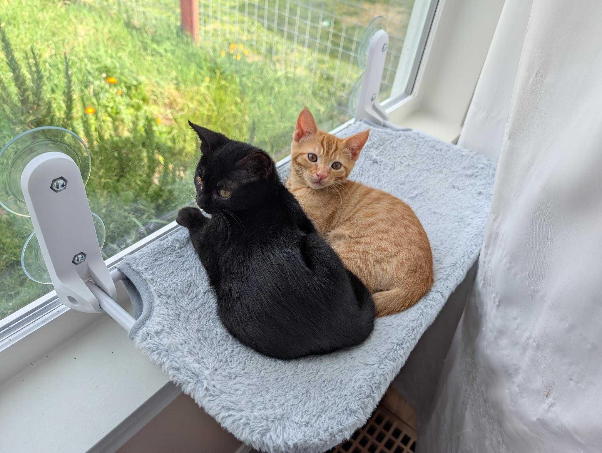Mike and Roger, a ADOPTABLE Domestic Short Hair in Seattle, WA image 2/6